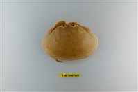 藏品(饅頭蟹)的圖片